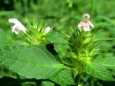 Gemeiner Hohlzahn (Galeopsis tetrahit) im Bürgerpark Saarbrücken photo