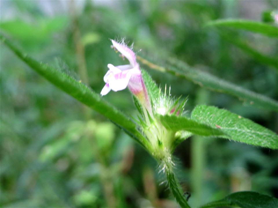 Gemeiner Hohlzahn (Galeopsis tetrahit) bei Nußloch
