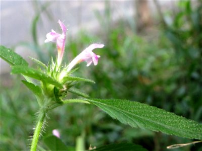 Gemeiner Hohlzahn (Galeopsis tetrahit) bei Nußloch
