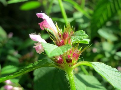 Gemeiner Hohlzahn (Galeopsis tetrahit) in der Schwetzinger Hardt