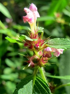 Gemeiner Hohlzahn (Galeopsis tetrahit) in der Schwetzinger Hardt