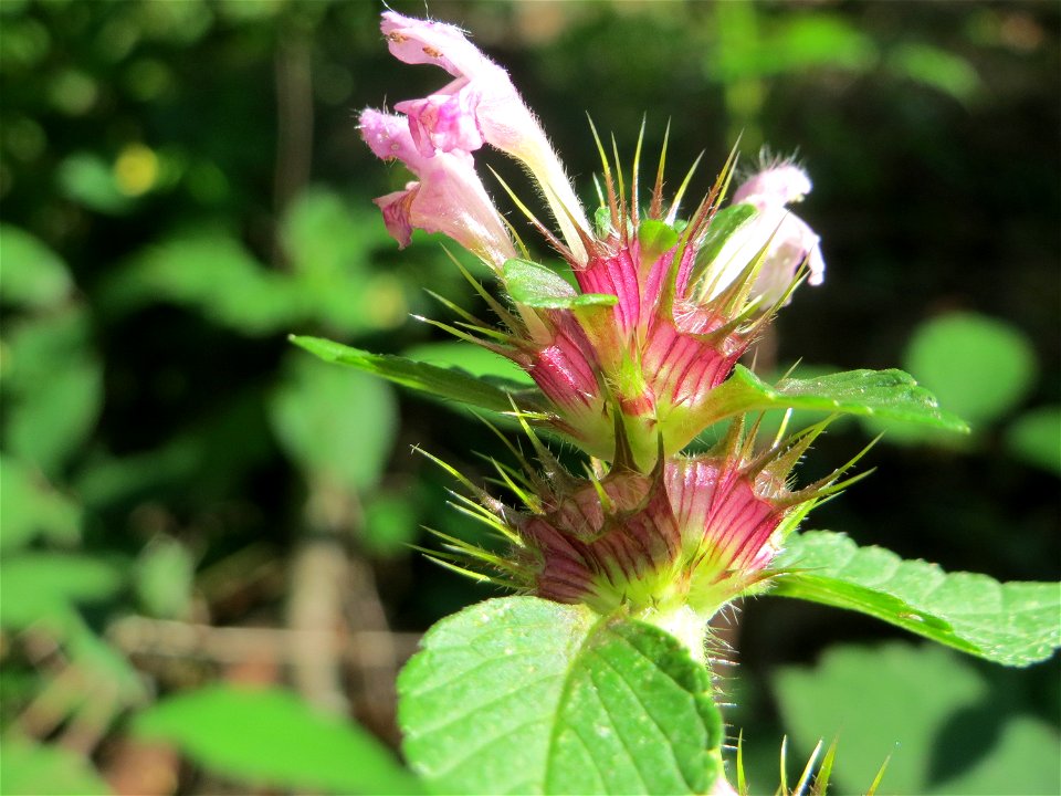 Gemeiner Hohlzahn (Galeopsis tetrahit) in der Schwetzinger Hardt
