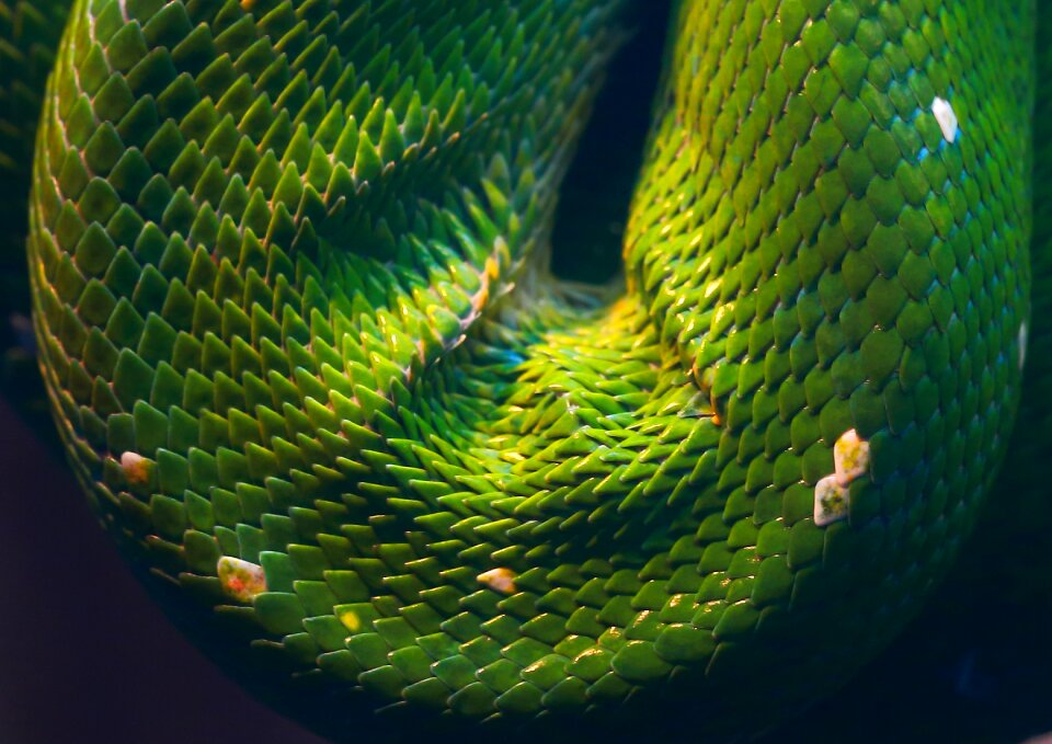 Nature animal exotic