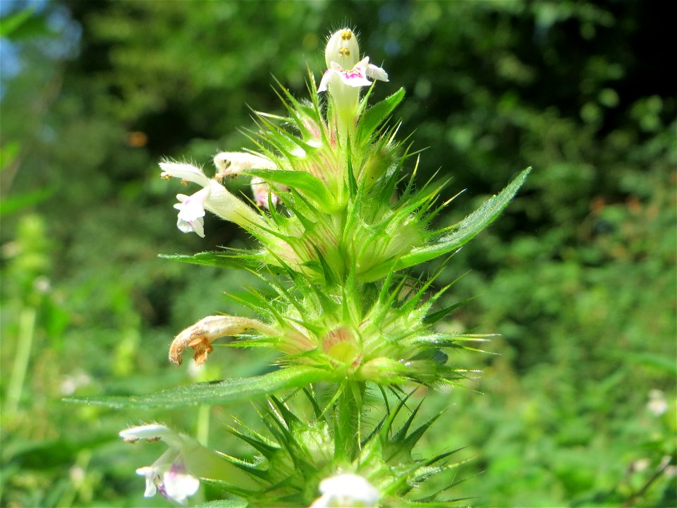 Gemeiner Hohlzahn (Galeopsis tetrahit) in der Schwetzinger Hardt