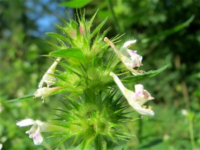 Gemeiner Hohlzahn (Galeopsis tetrahit) in der Schwetzinger Hardt
