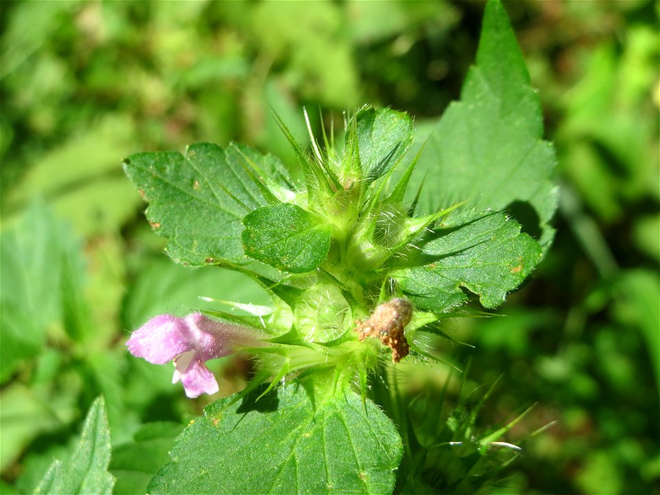 Gemeiner Hohlzahn (Galeopsis tetrahit) in der Schwetzinger Hardt
