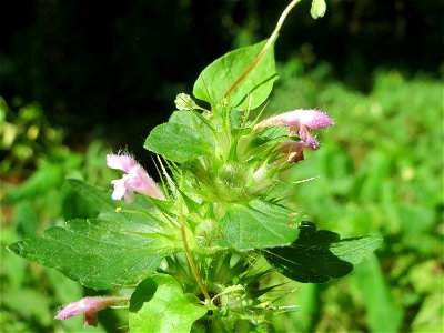 Gemeiner Hohlzahn (Galeopsis tetrahit) in der Schwetzinger Hardt