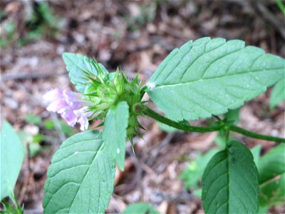 Gemeiner Hohlzahn (Galeopsis tetrahit) in der Schwetzinger Hardt