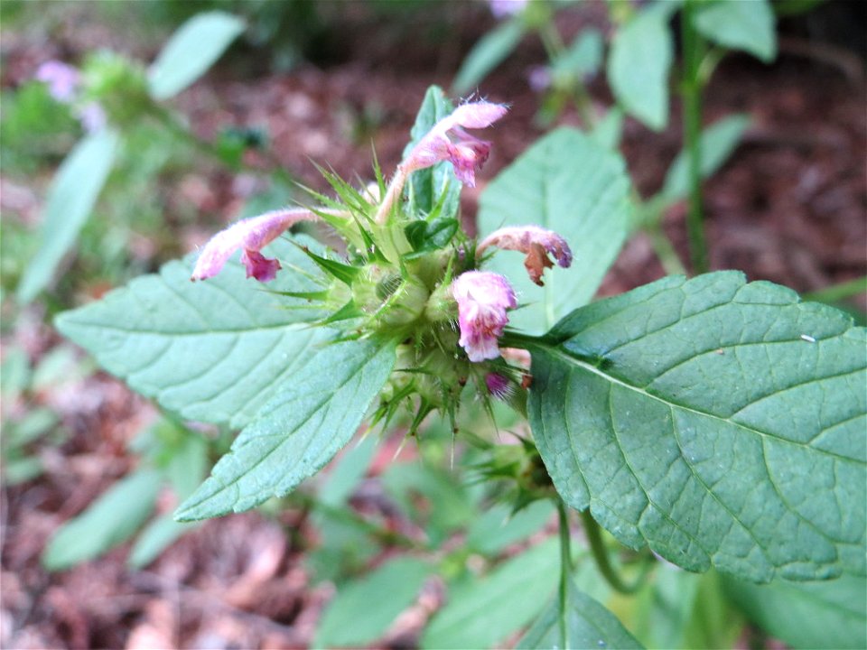 Gemeiner Hohlzahn (Galeopsis tetrahit) in der Schwetzinger Hardt