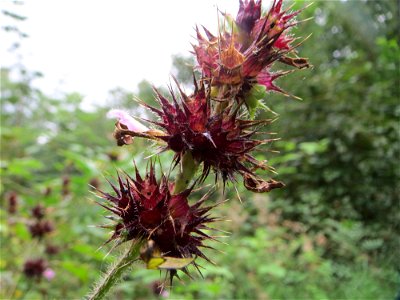 Gemeiner Hohlzahn (Galeopsis tetrahit) am Winterberg in Sankt Arnual