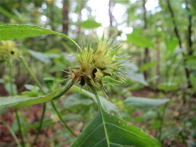 Gemeiner Hohlzahn (Galeopsis tetrahit) in der Schwetzinger Hardt
