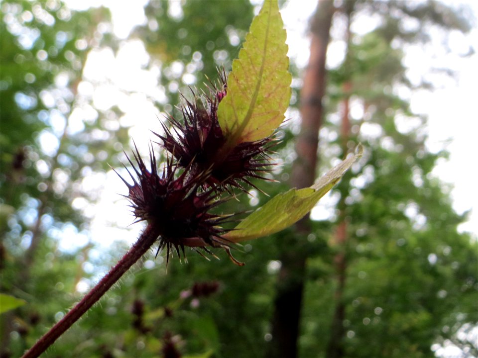 Gemeiner Hohlzahn (Galeopsis tetrahit) in der Schwetzinger Hardt