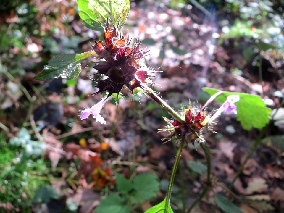 Gemeiner Hohlzahn (Galeopsis tetrahit) im Landschaftsschutzgebiet „Drahtzugweiher und das Habsterwiesental“ in Alt-Saarbrücken
