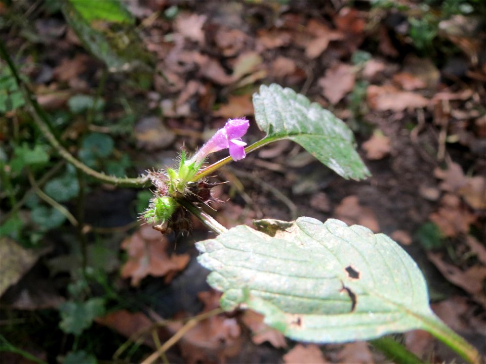 Gemeiner Hohlzahn (Galeopsis tetrahit) im Landschaftsschutzgebiet „Drahtzugweiher und das Habsterwiesental“ in Alt-Saarbrücken