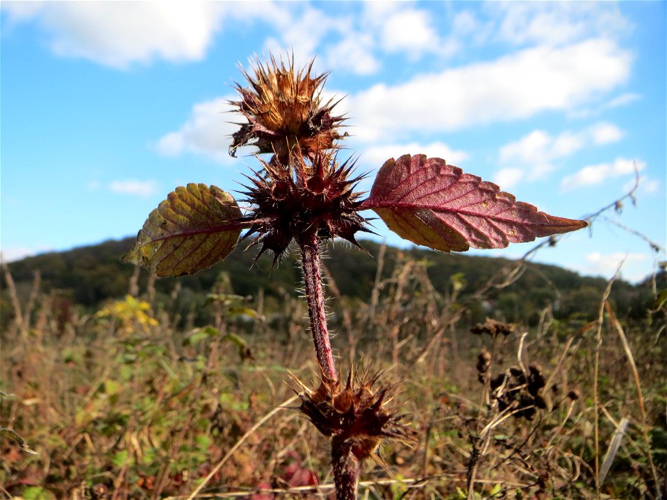 Gemeiner Hohlzahn (Galeopsis tetrahit) im Naturschutzgebiet „St. Arnualer Wiesen“
