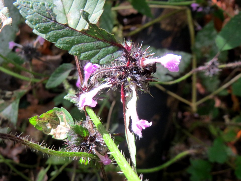 Gemeiner Hohlzahn (Galeopsis tetrahit) im Landschaftsschutzgebiet „Drahtzugweiher und das Habsterwiesental“ in Alt-Saarbrücken