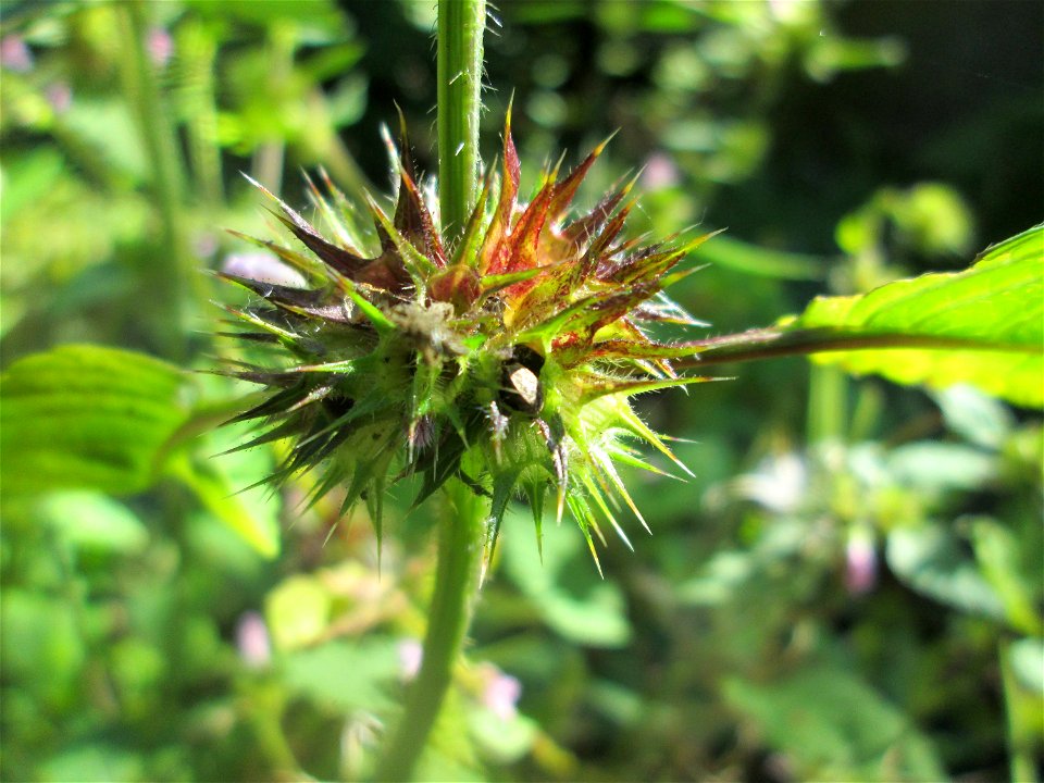 Gemeiner Hohlzahn (Galeopsis tetrahit) am Hauptfriedhof Saarbrücken
