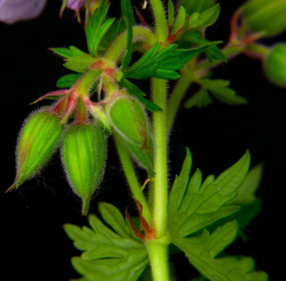 Close up flower plant