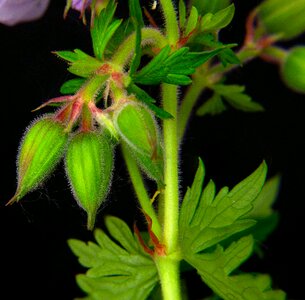 Close up flower plant