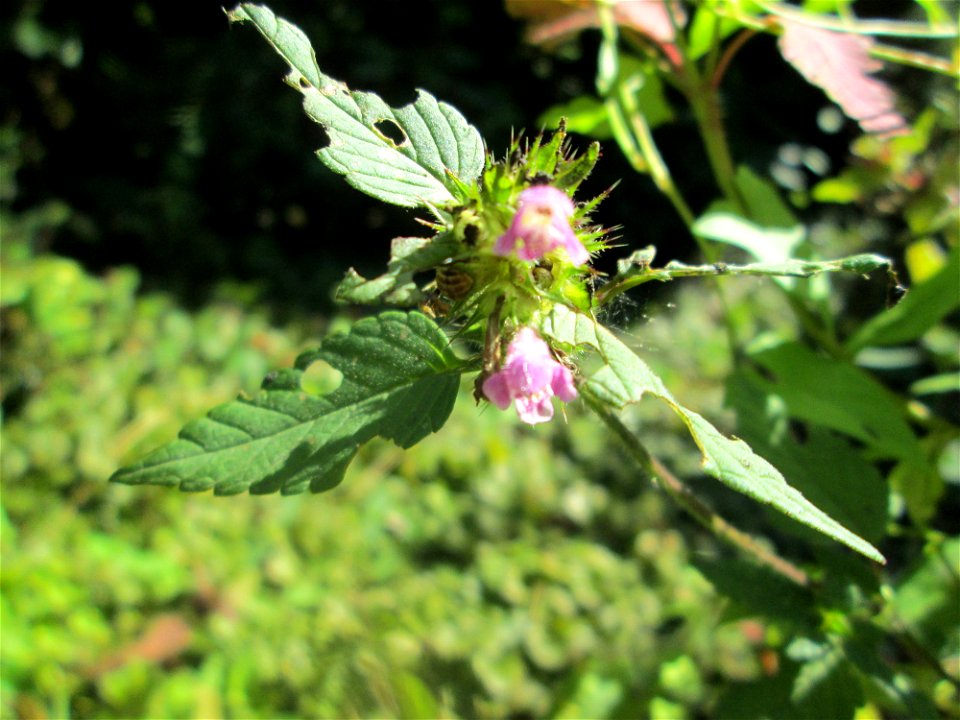 Gemeiner Hohlzahn (Galeopsis tetrahit) am Hauptfriedhof Saarbrücken