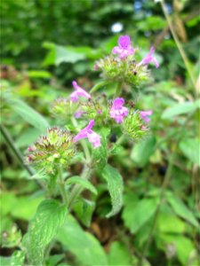 Gemeiner Hohlzahn (Galeopsis tetrahit) bei Kennfus