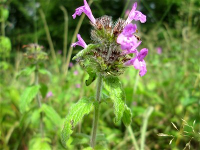Gemeiner Hohlzahn (Galeopsis tetrahit) bei Kennfus