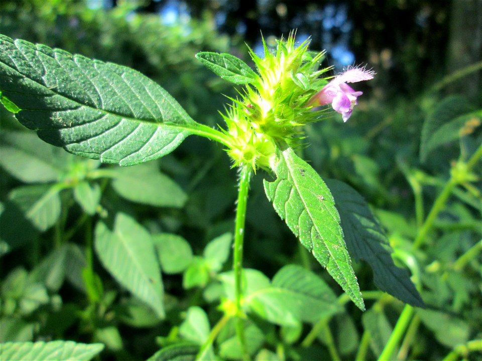 Gemeiner Hohlzahn (Galeopsis tetrahit) an der Saar in Sankt Arnual