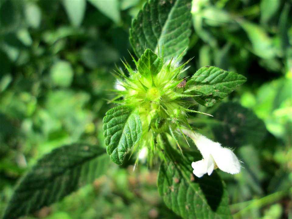 Gemeiner Hohlzahn (Galeopsis tetrahit) an der Saar in Sankt Arnual