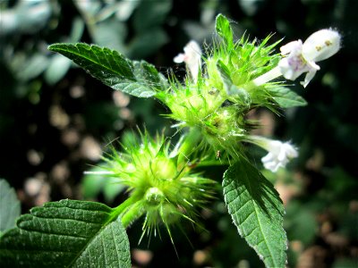 Gemeiner Hohlzahn (Galeopsis tetrahit) an der Saar in Sankt Arnual