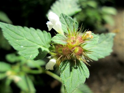 Gemeiner Hohlzahn (Galeopsis tetrahit) im Hochwald bei Bischmisheim
