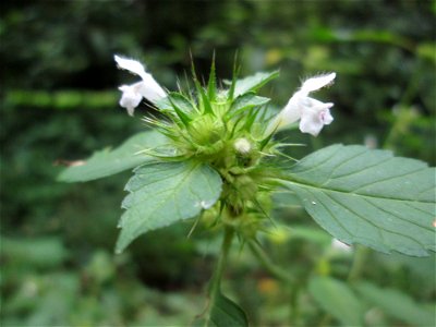 Gemeiner Hohlzahn (Galeopsis tetrahit) im Landschaftsschutzgebiet „Drahtzugweiher und das Habsterwiesental“ in Alt-Saarbrücken