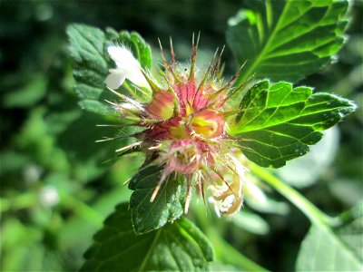 Gemeiner Hohlzahn (Galeopsis tetrahit) im Hochwald bei Bischmisheim