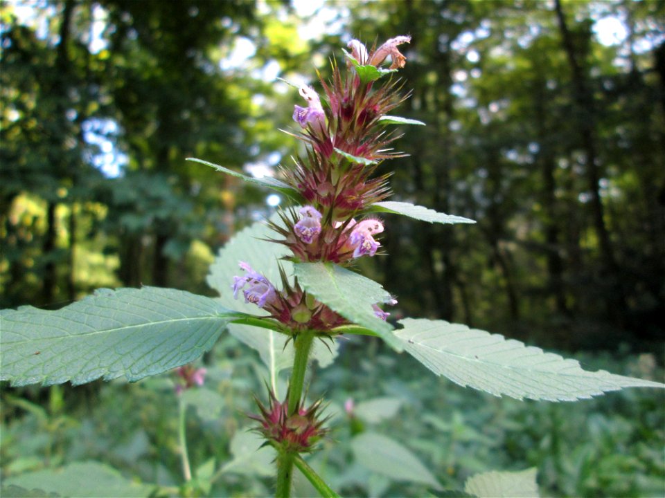 Gemeiner Hohlzahn (Galeopsis tetrahit) auf der Hirschwiese am Halberg bei Brebach