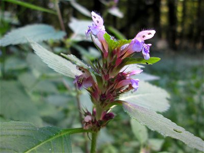 Gemeiner Hohlzahn (Galeopsis tetrahit) auf der Hirschwiese am Halberg bei Brebach