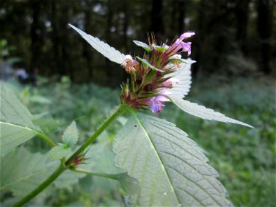 Gemeiner Hohlzahn (Galeopsis tetrahit) auf der Hirschwiese am Halberg bei Brebach