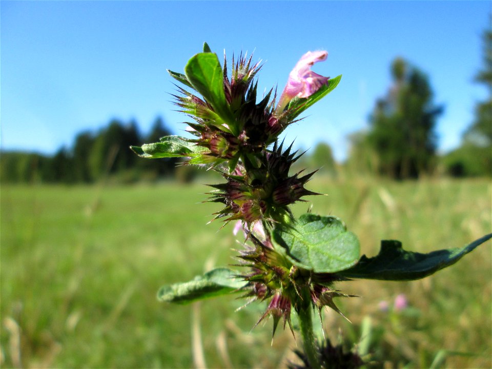 Gemeiner Hohlzahn (Galeopsis tetrahit) im Almet in Sankt Arnual