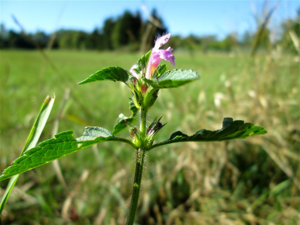 Gemeiner Hohlzahn (Galeopsis tetrahit) im Almet in Sankt Arnual