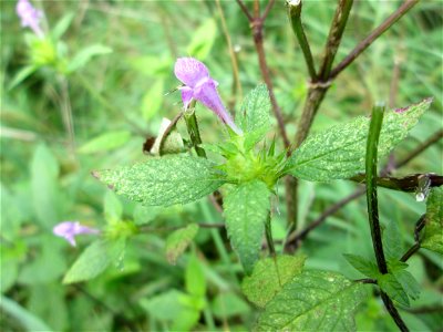 Gemeiner Hohlzahn (Galeopsis tetrahit) an der Saaraue Grosbliederstroff