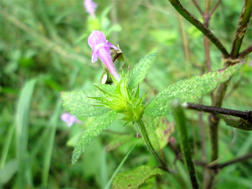 Gemeiner Hohlzahn (Galeopsis tetrahit) an der Saaraue Grosbliederstroff