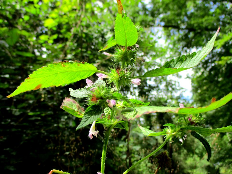 Gemeiner Hohlzahn (Galeopsis tetrahit) im Hahnbusch oberhalb von Güdingen