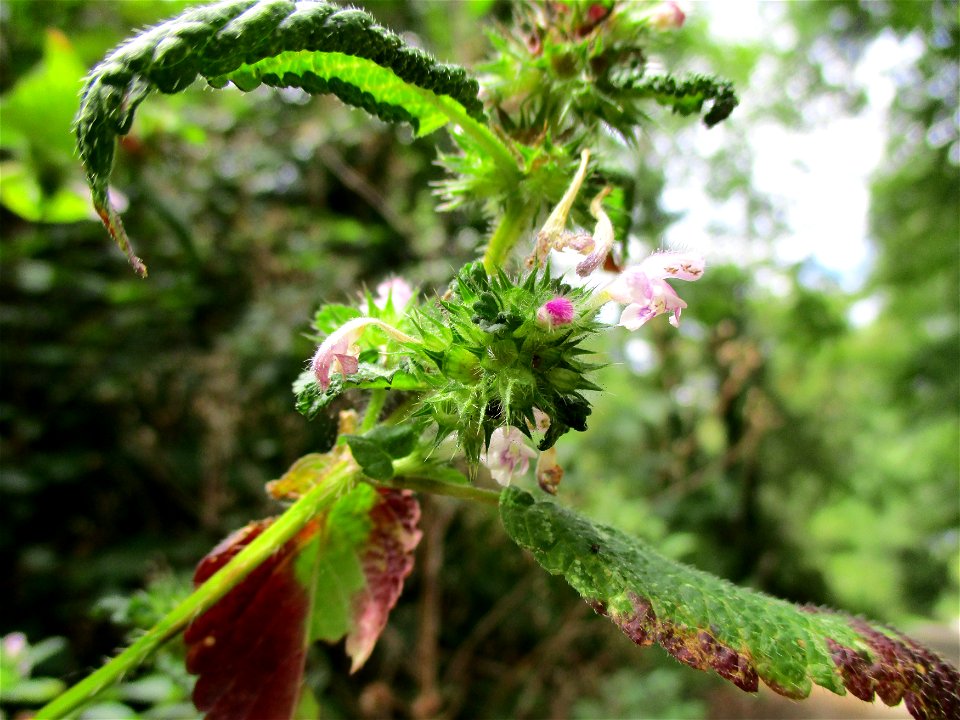 Gemeiner Hohlzahn (Galeopsis tetrahit) im Hahnbusch oberhalb von Güdingen