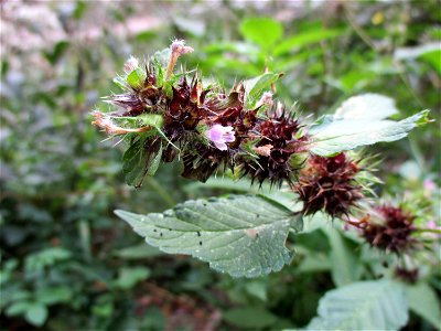Gemeiner Hohlzahn (Galeopsis tetrahit) im Naturschutzgebiet „Steinbachtal / Netzbachtal“