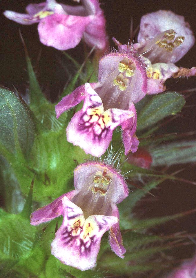 Galeopsis tetrahit eF