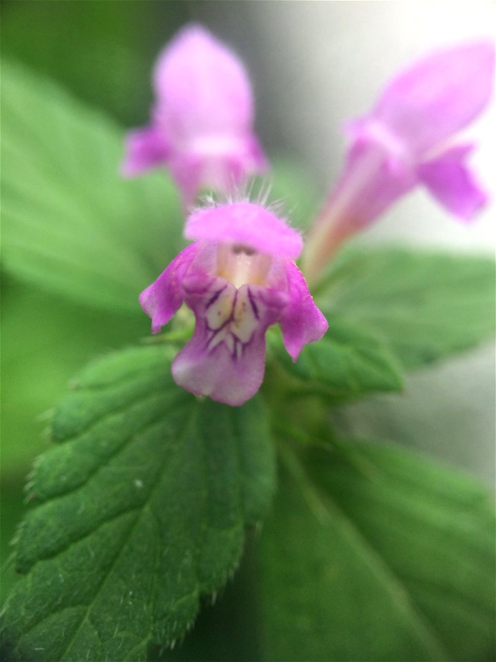 Galeopsis tetrahit tetrahit