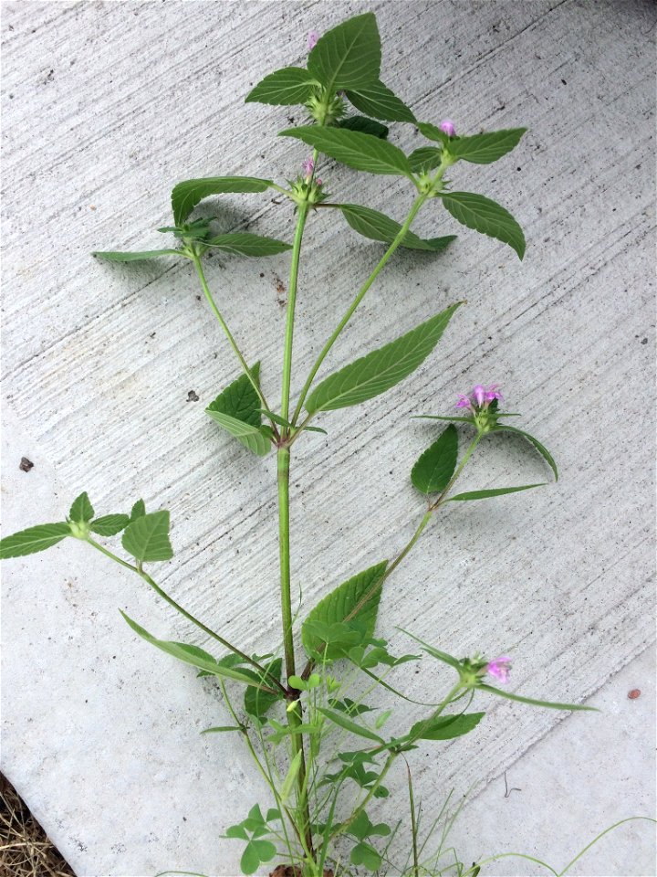 Galeopsis tetrahit tetrahit