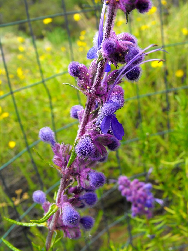 Trichostema lanatum at the Wild Animal Park, Escondido, California, USA. Identified by sign.