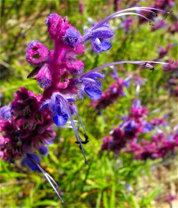 Trichostema lanatum 'Cuesta Ridge' — wooly blue curls (SLO County cultivar).
At Descanso Gardens in La Cañada Flintridge, Southern California.
Identified by sign.
