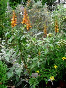 Digitalis canariensis specimen in the Botanischer Garten, Berlin-Dahlem (Berlin Botanical Garden), Berlin, Germany.