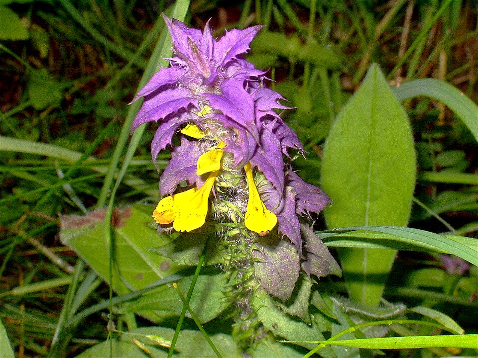 Melampyrum nemorosum eF