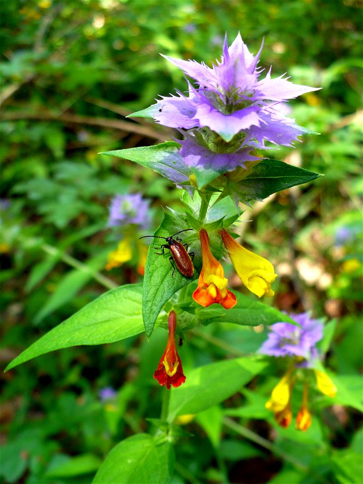 Kéküstökű csormolya (Melampyrum nemorosum), taken in the Pilis.